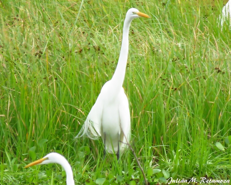 Great Egret - ML118004801