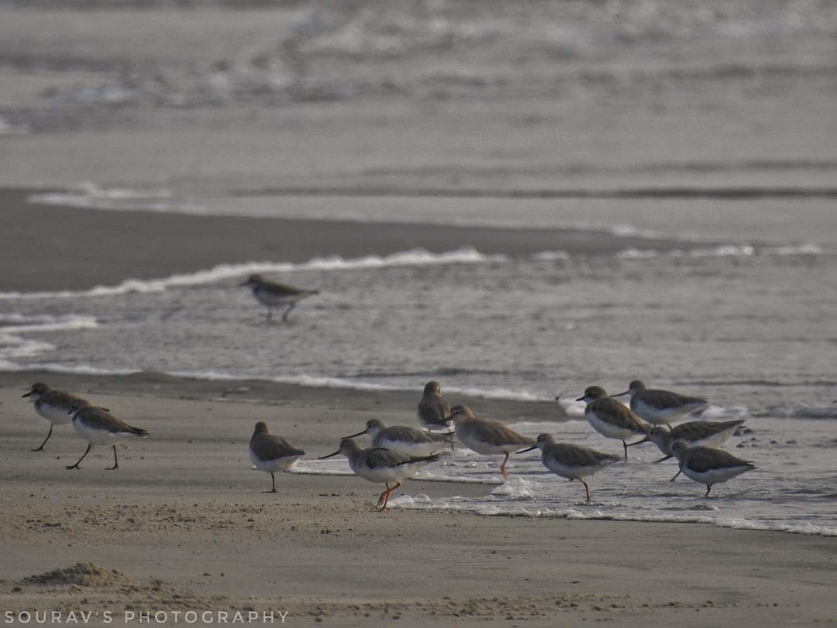 Terek Sandpiper - Sourav Halder