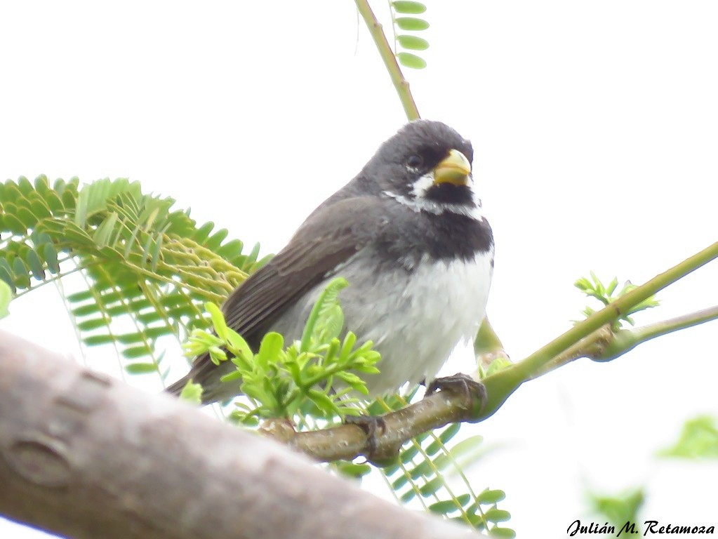 Double-collared Seedeater - ML118006261