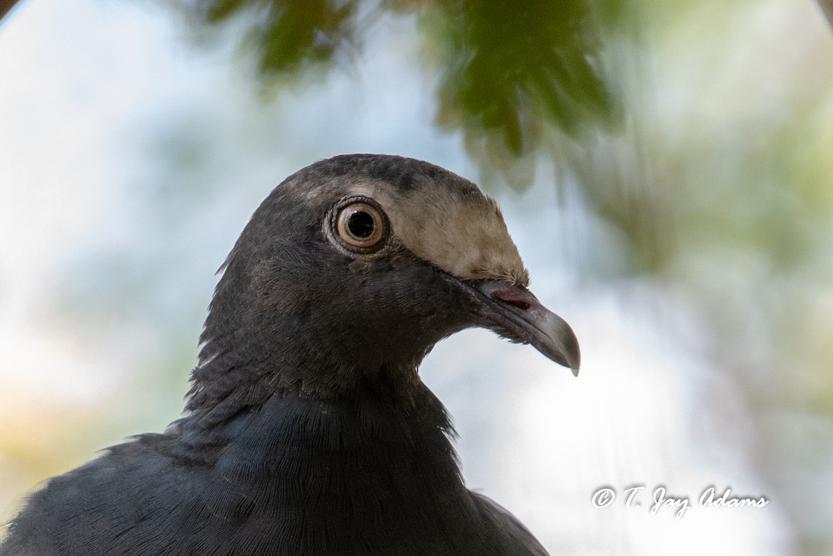 White-crowned Pigeon - T. Jay Adams