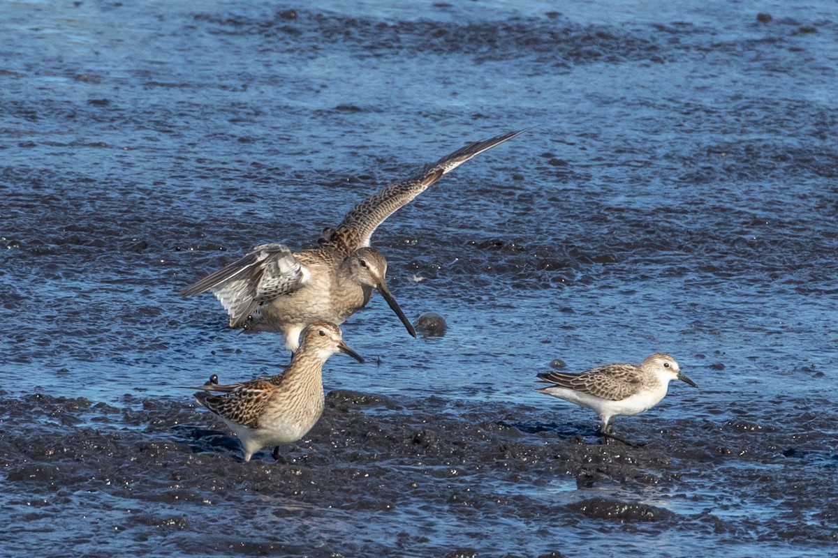 Long-billed Dowitcher - ML118011481