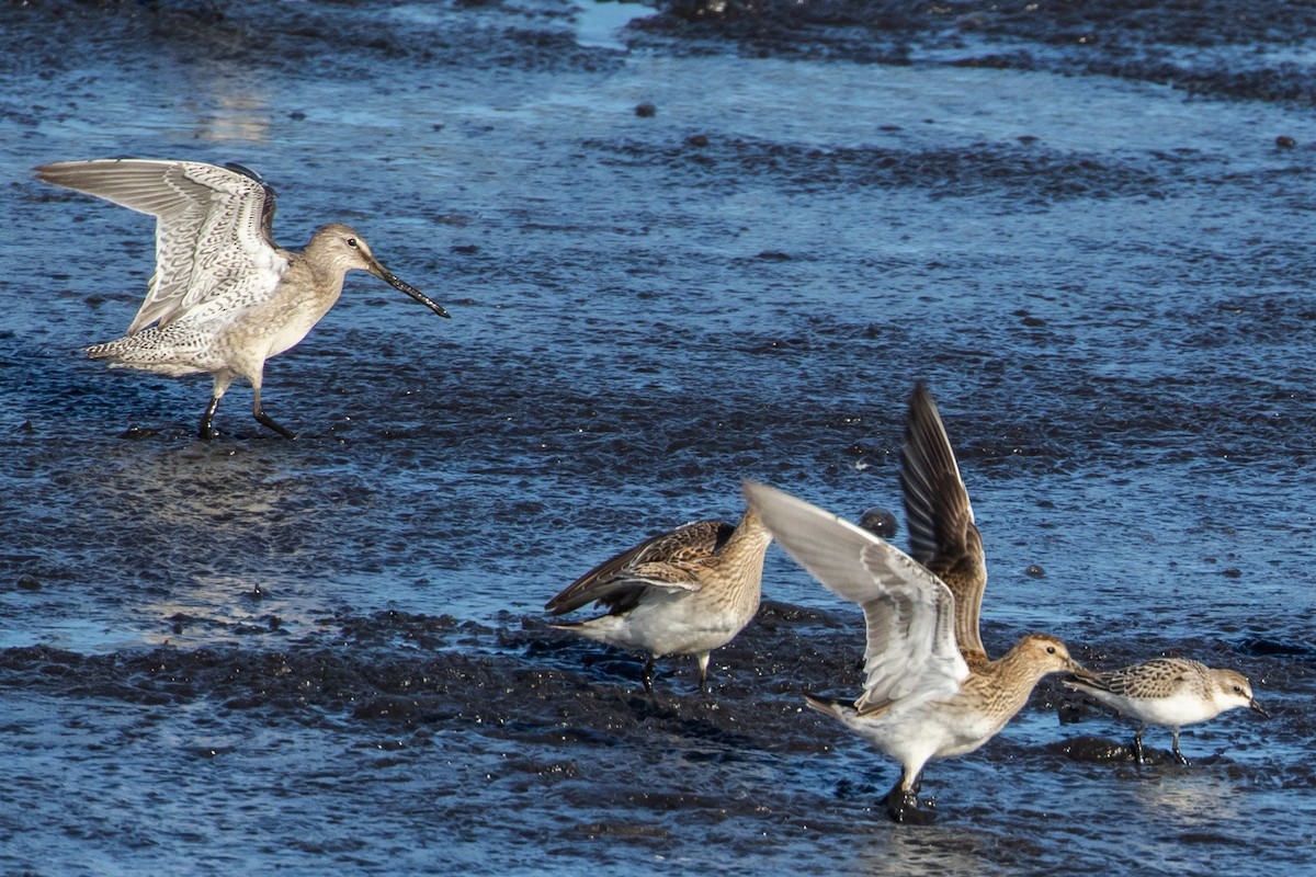 Long-billed Dowitcher - Louis Bevier