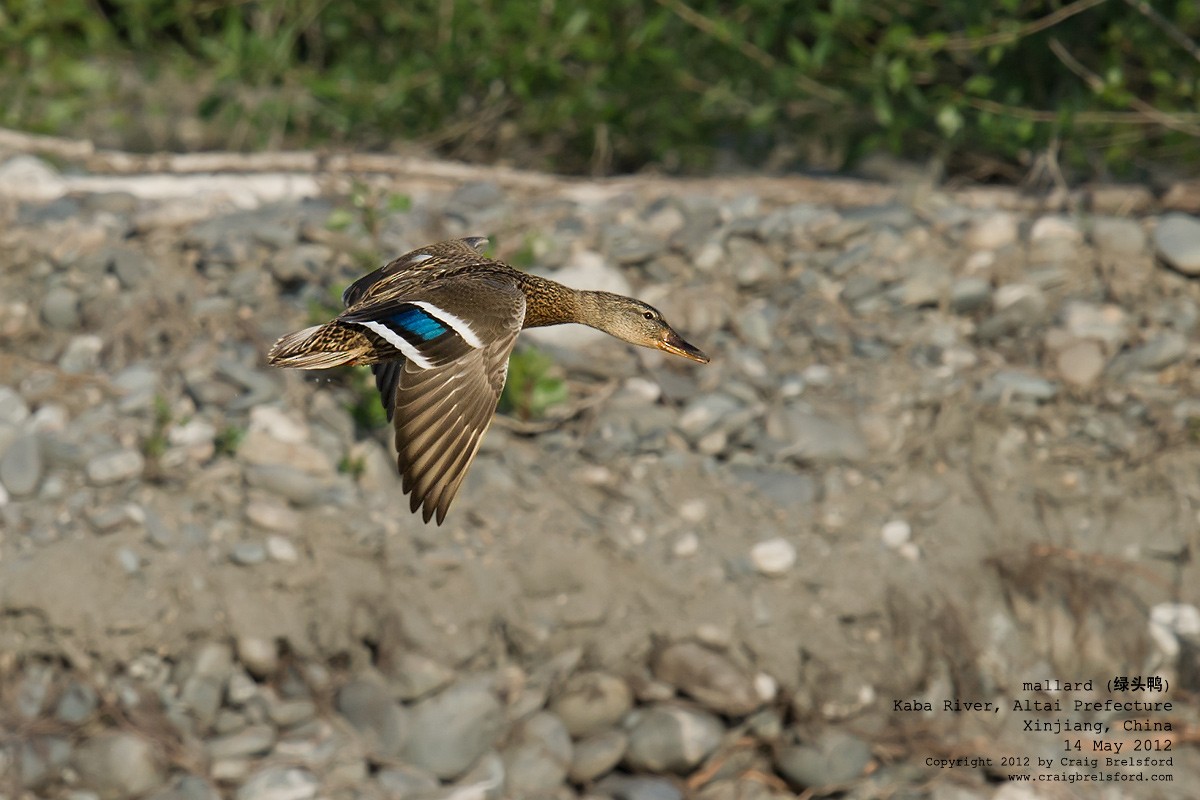 Mallard - ML118014881