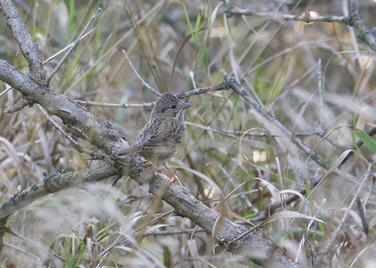 Lincoln's Sparrow - ML118014911