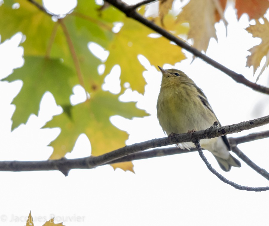 Blackpoll Warbler - ML118017321