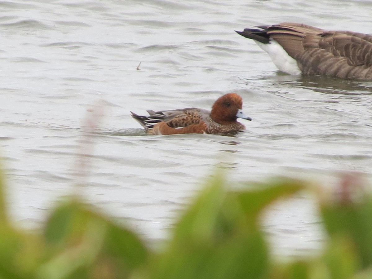 Eurasian Wigeon - ML118018061