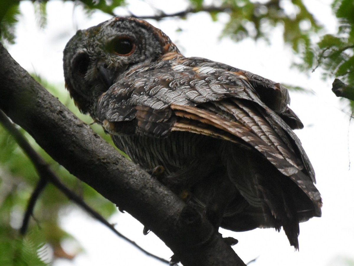 Mottled Wood-Owl - Renuka Vijayaraghavan
