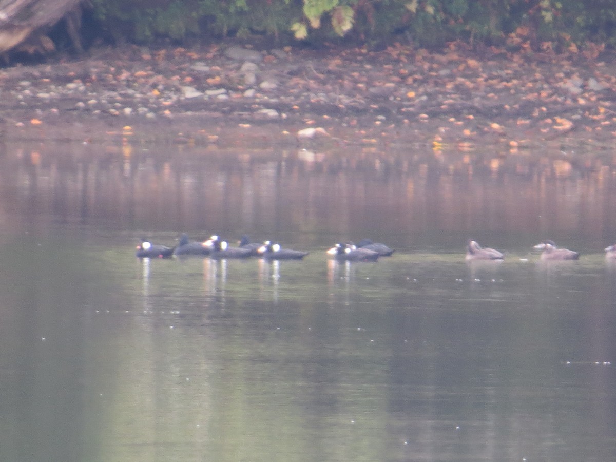 Surf Scoter - Rebecca Williams