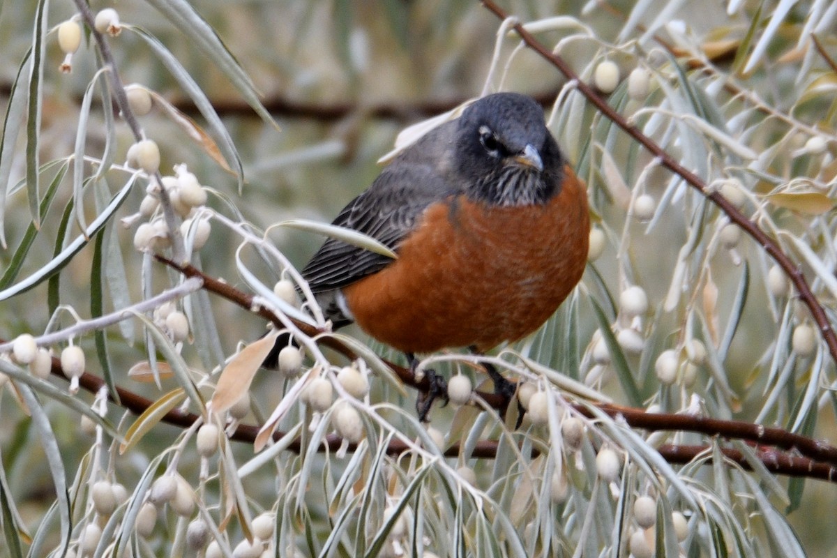 American Robin - ML118021821