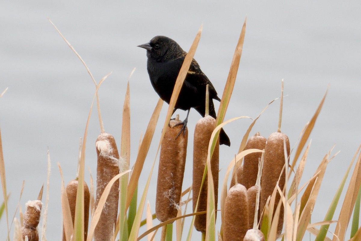 Red-winged Blackbird - ML118021881