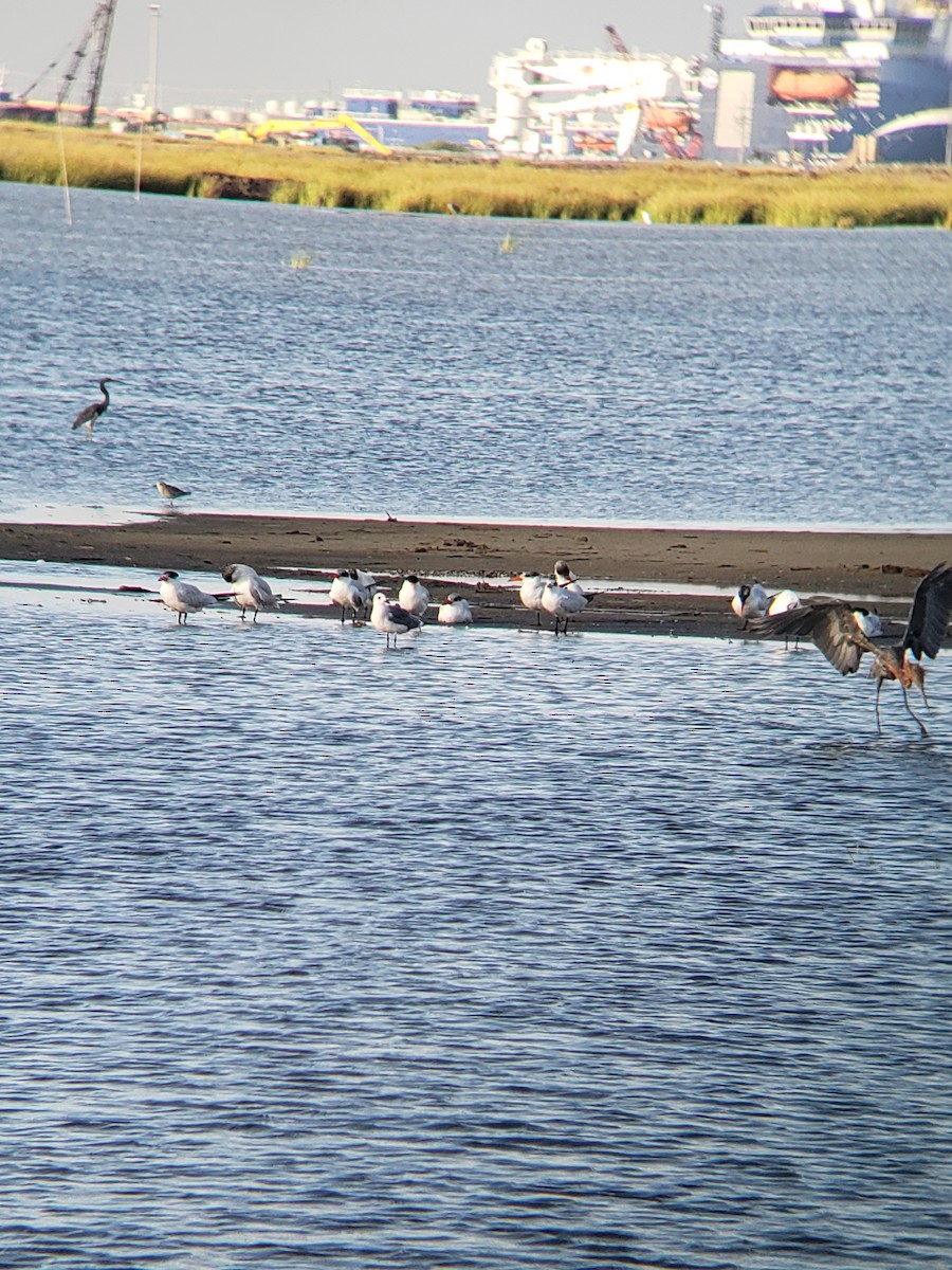 Black-bellied Plover - ML118022581