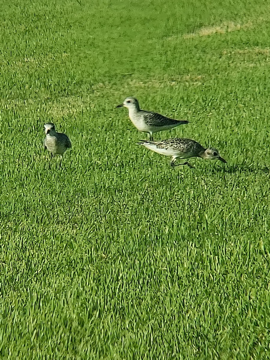 Black-bellied Plover - ML118022921