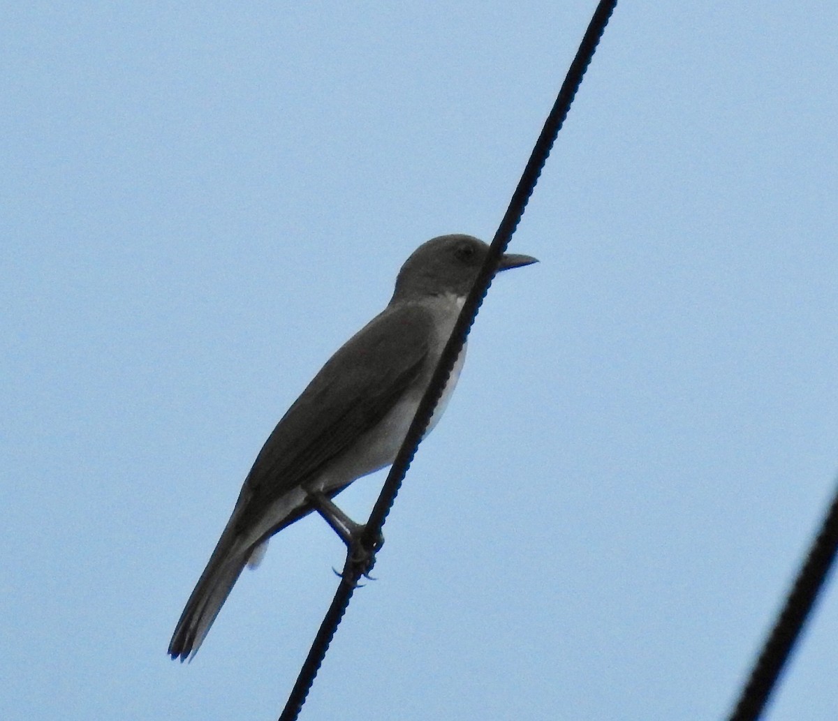 White-necked Thrush - ML118026151