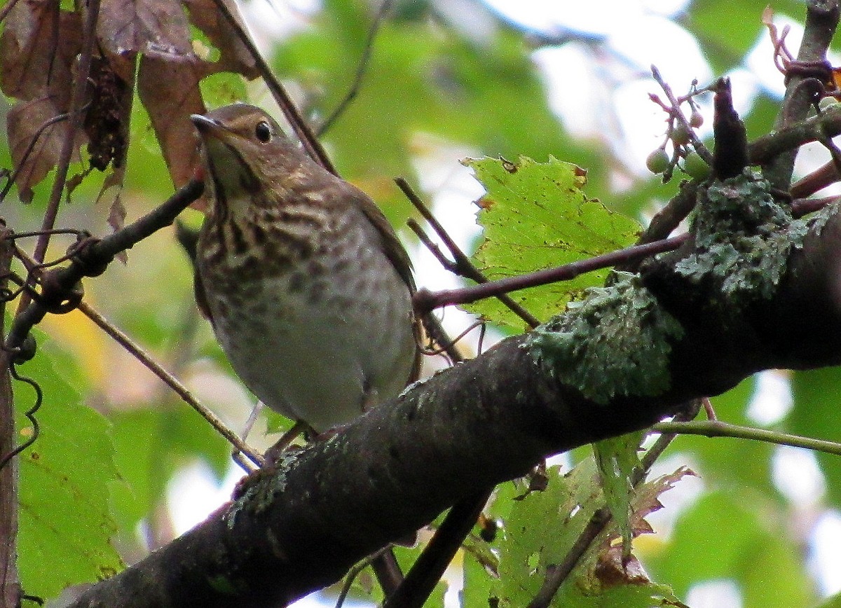 Swainson's Thrush - ML118027011