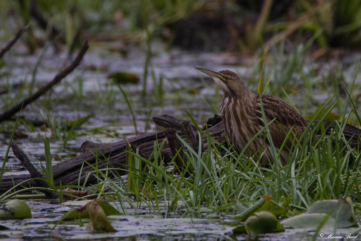 American Bittern - ML118027951