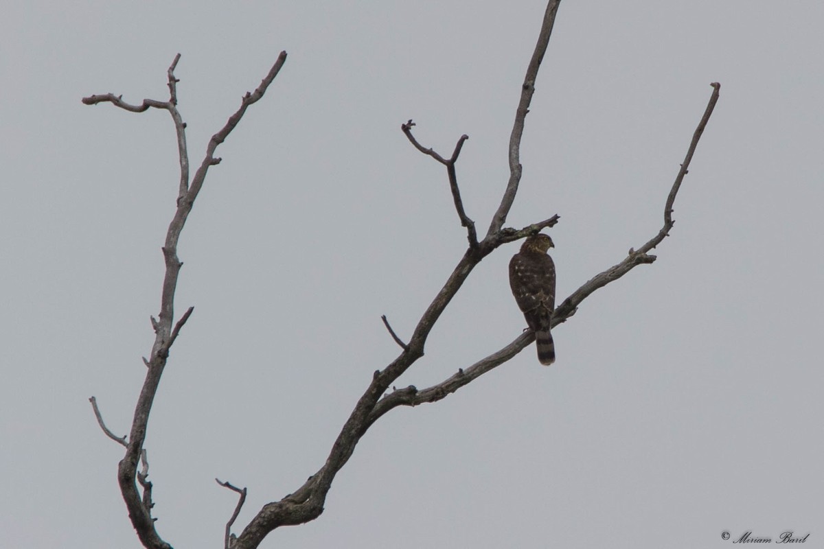 Cooper's Hawk - ML118028161