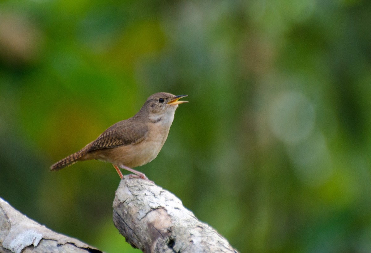 House Wren - ML118028361