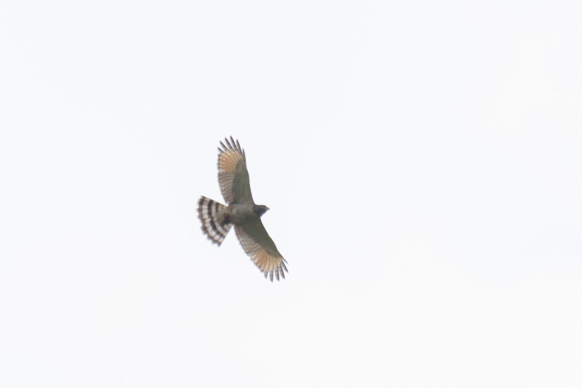 Roadside Hawk - Marcos Eugênio Birding Guide