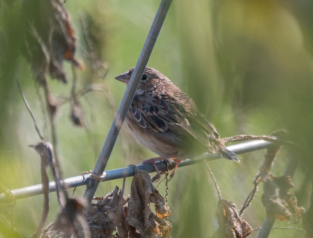 Grasshopper Sparrow - Joel Strong