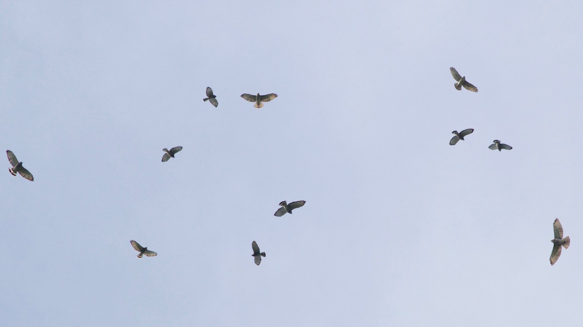 Broad-winged Hawk - Brian Rusnica