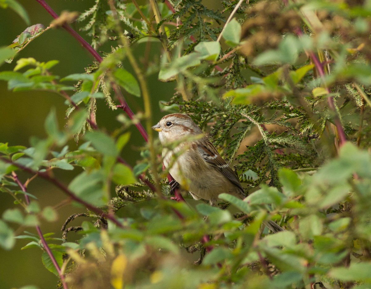 American Tree Sparrow - ML118033691