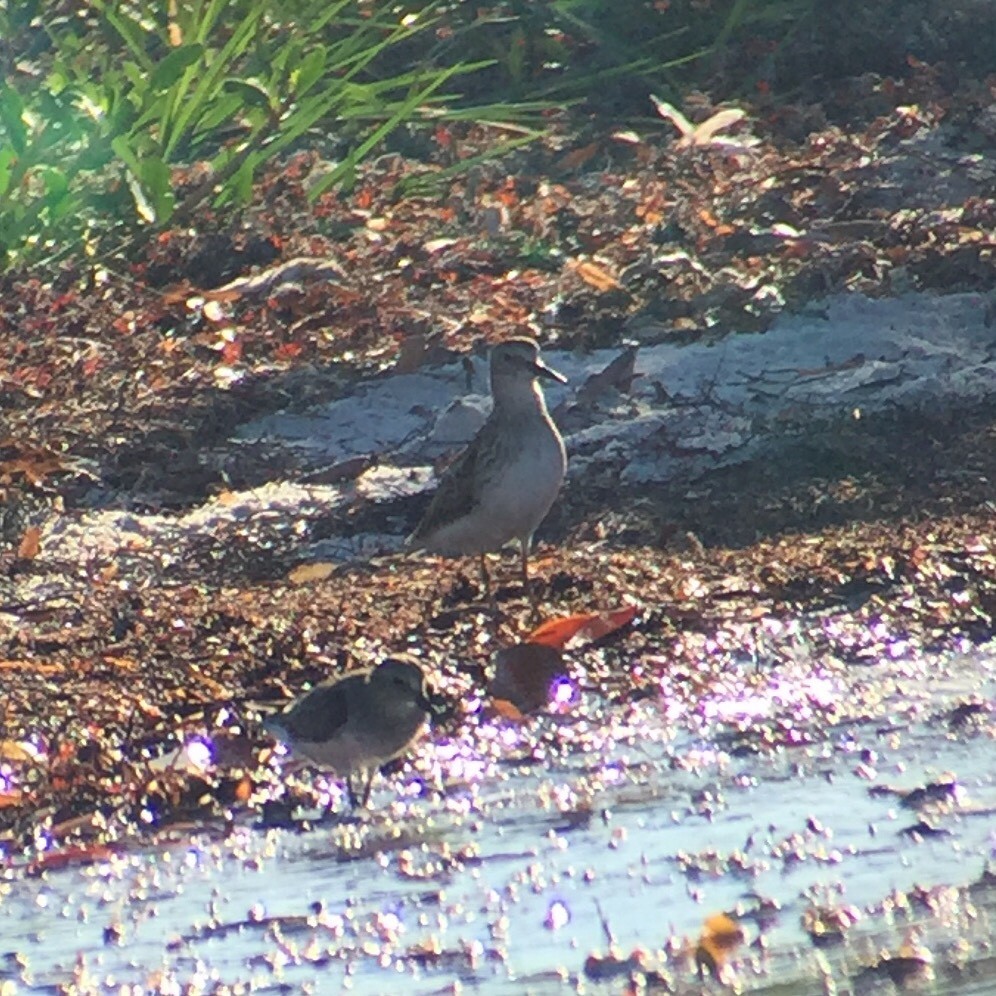 Sharp-tailed Sandpiper - Chris Payne