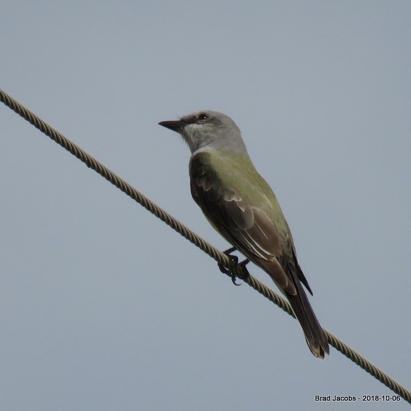 Western Kingbird - ML118038981