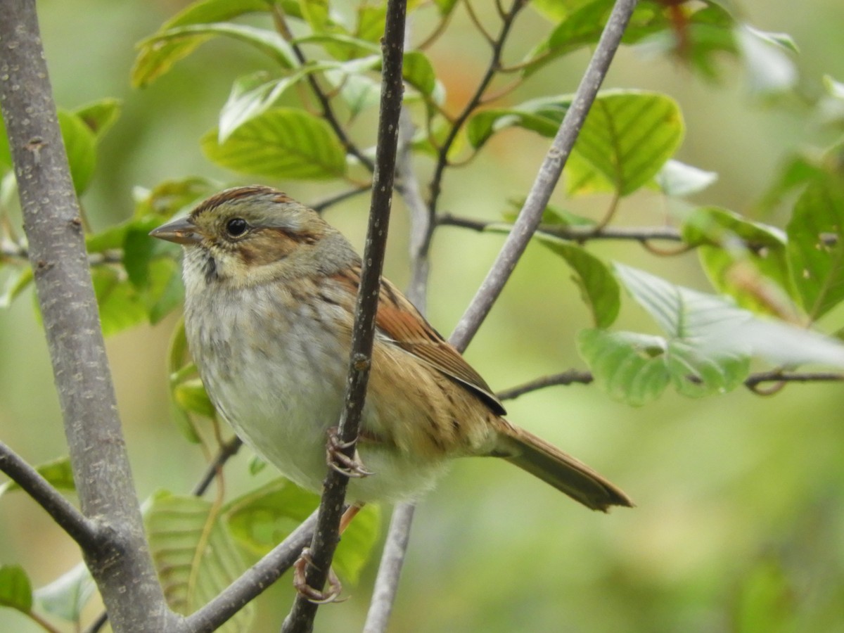 Swamp Sparrow - ML118040111