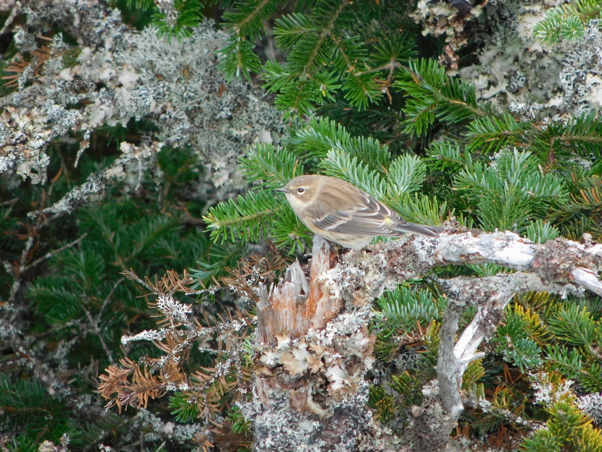 Yellow-rumped Warbler (Myrtle) - ML118041571