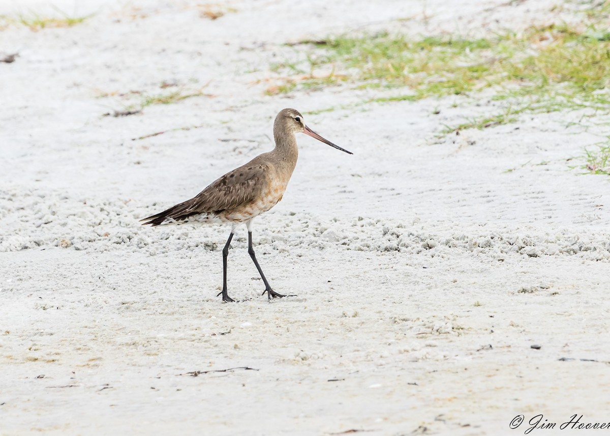 Hudsonian Godwit - Jim Hoover