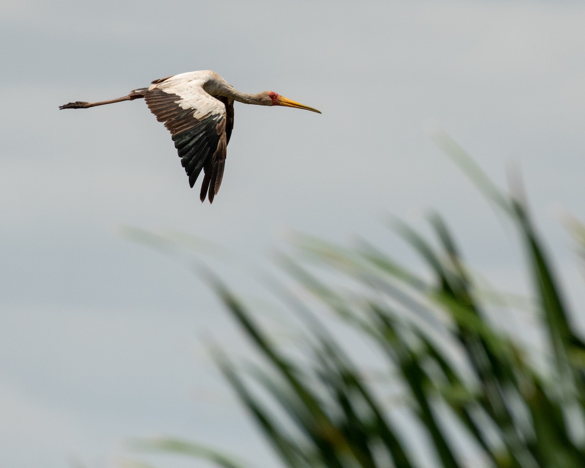 Yellow-billed Stork - Hank Davis