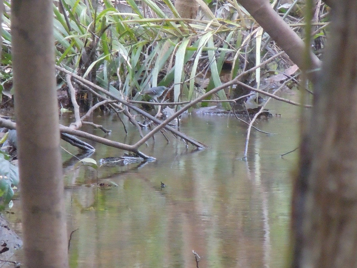 Band-tailed Antbird - ML118048791