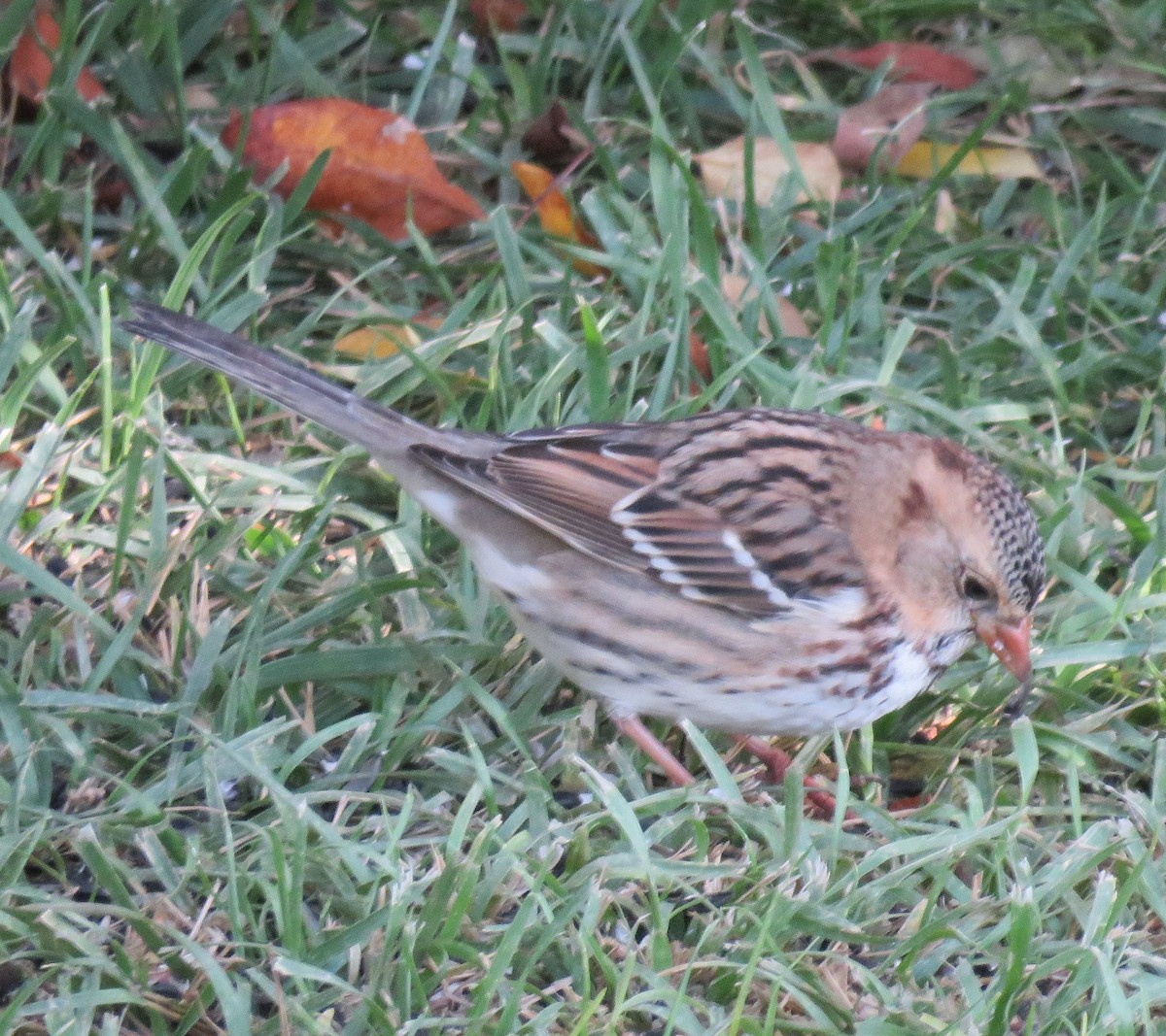 Harris's Sparrow - ML118049781