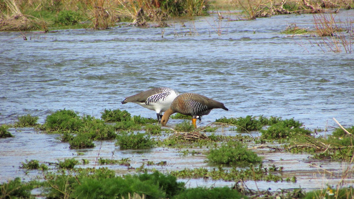 Upland Goose - María Quintuprai