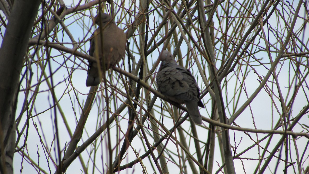 Eared Dove - María Quintuprai