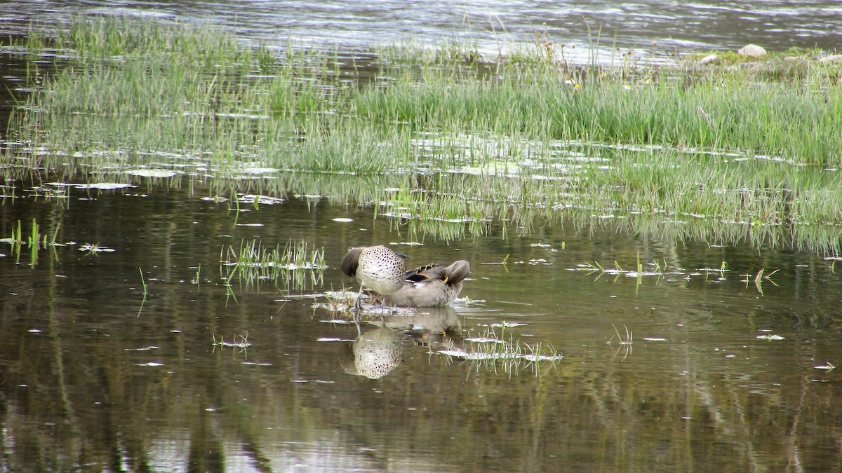 Yellow-billed Teal - ML118050601