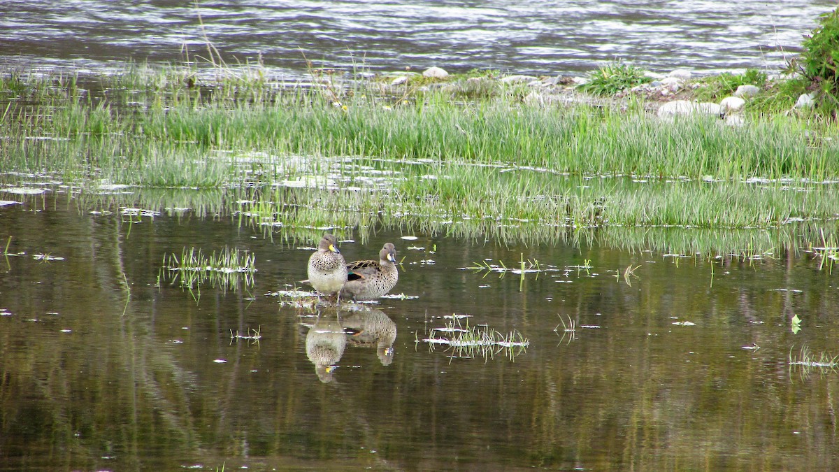 Yellow-billed Teal - ML118050651