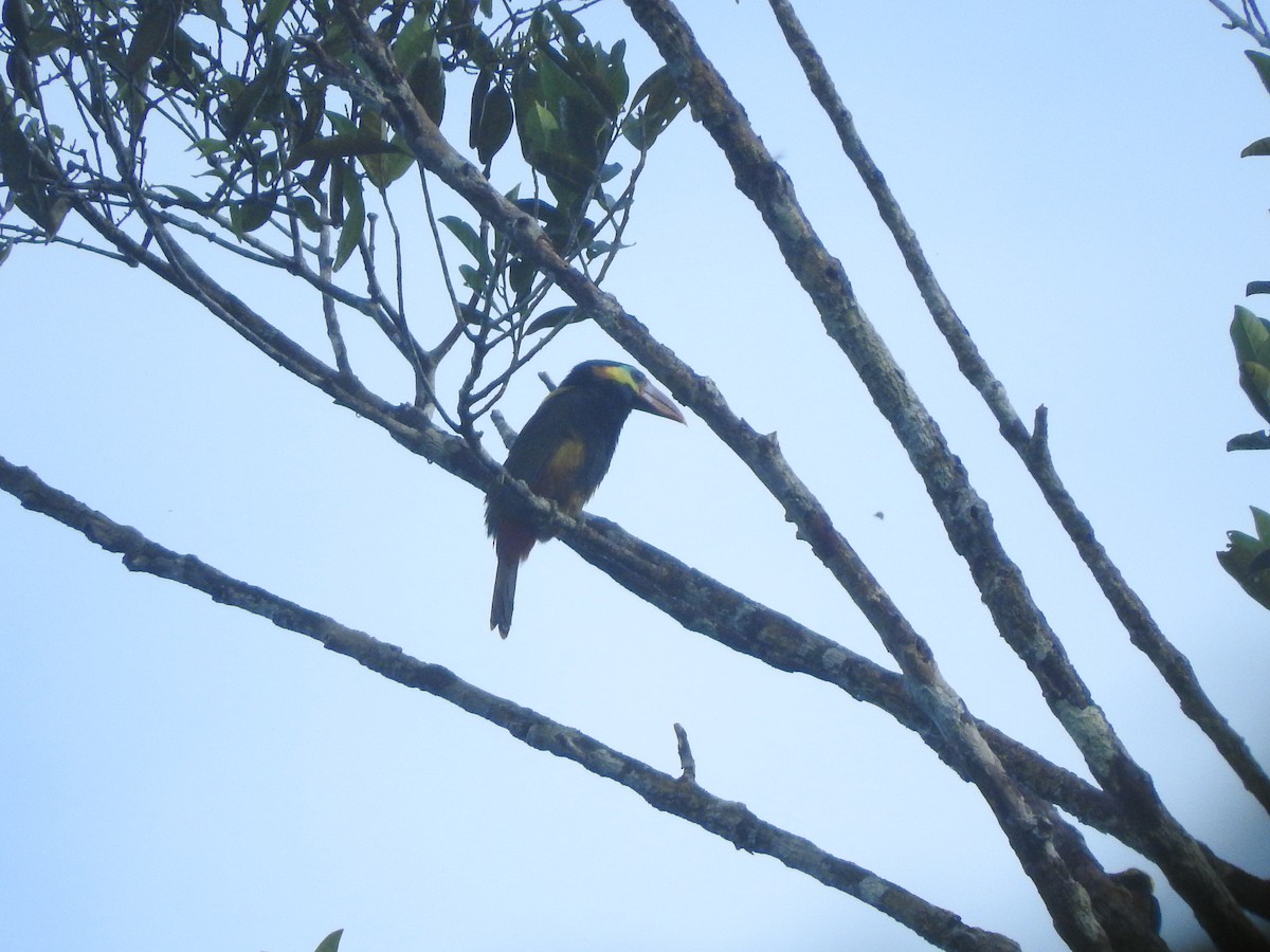 Tawny-tufted Toucanet - Chris Bell