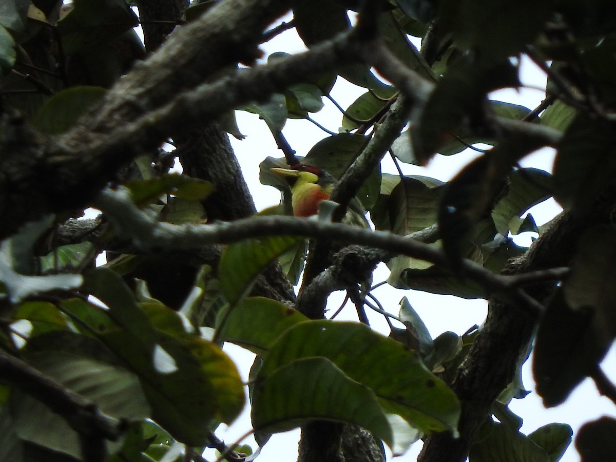 Lemon-throated Barbet - ML118050881