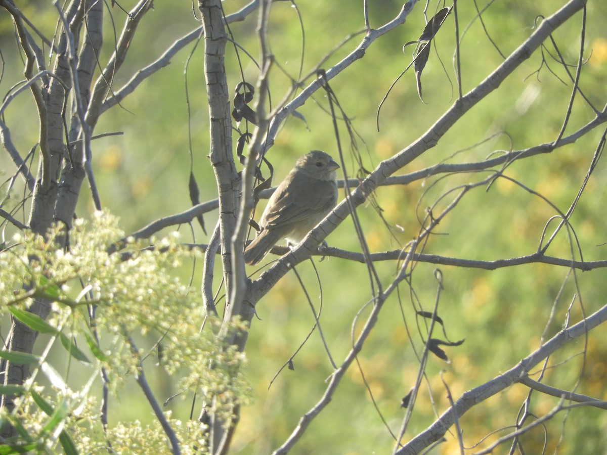 Dull-colored Grassquit - ML118051151