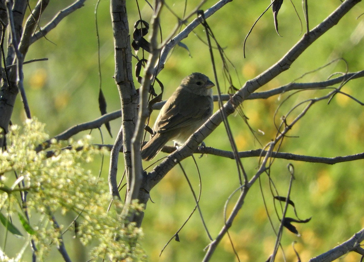 Dull-colored Grassquit - ML118051261