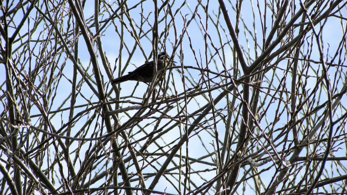 Remolinera Araucana - ML118052531