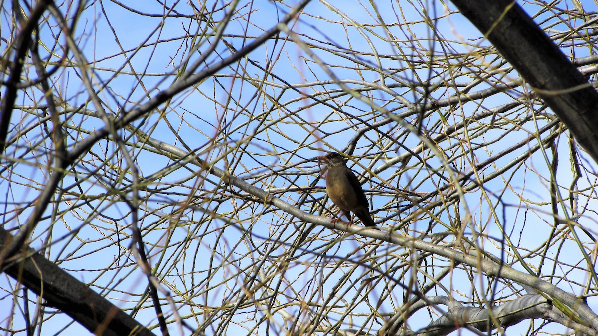 Austral Thrush - ML118053961