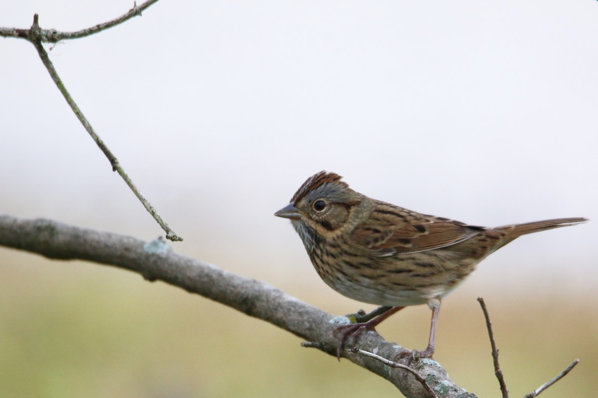 Lincoln's Sparrow - Gustino Lanese
