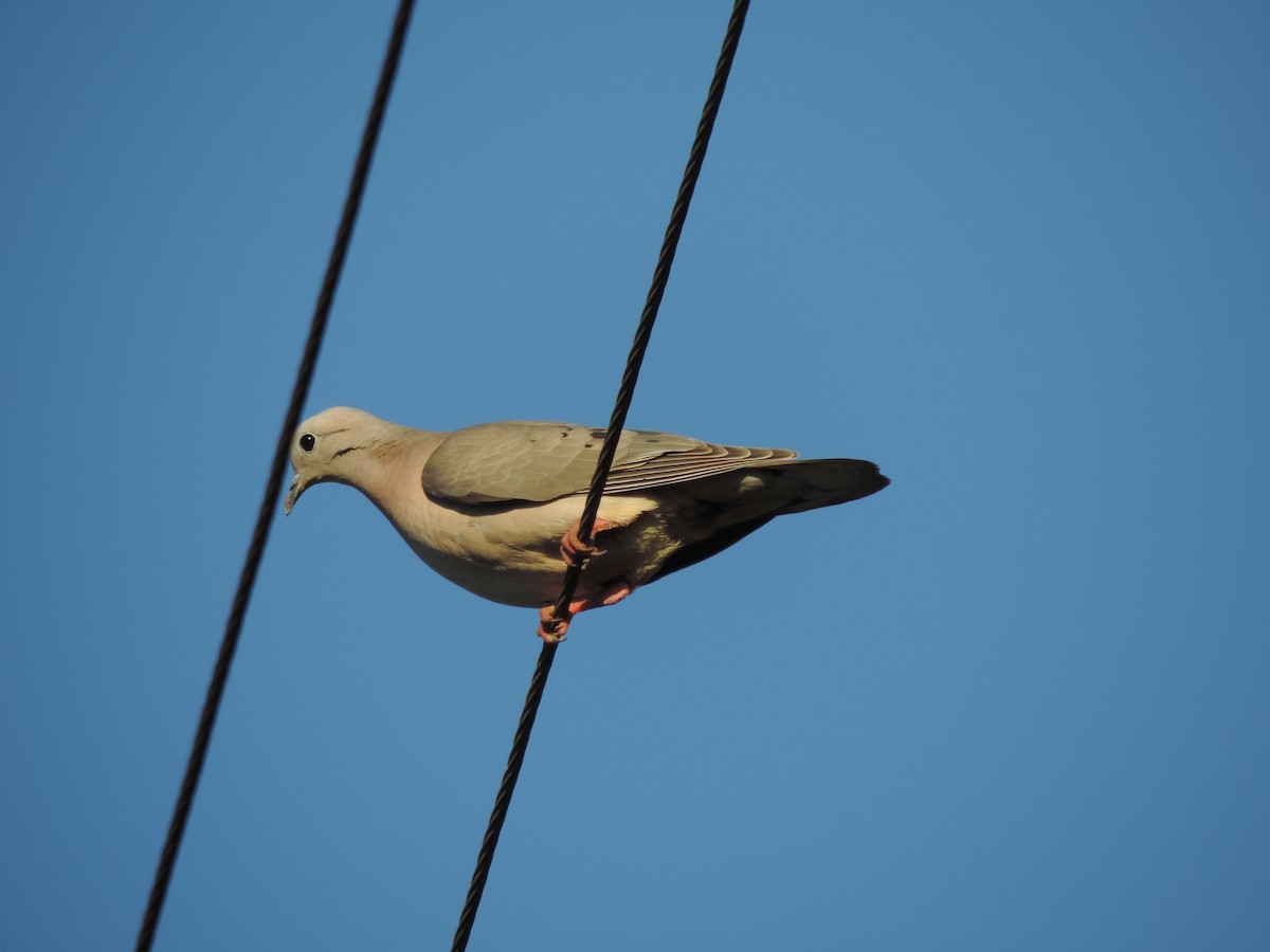 Eared Dove - Peregrinus Birding