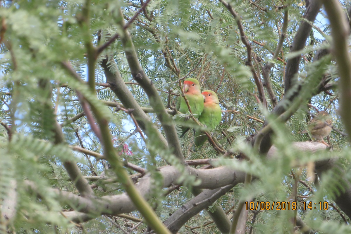 Rosy-faced Lovebird - ML118057931