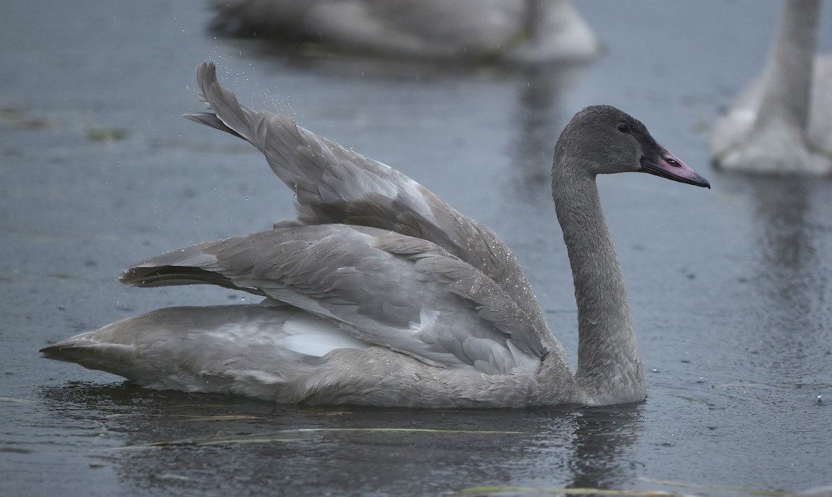 Trumpeter Swan - Raymond Ladurantaye