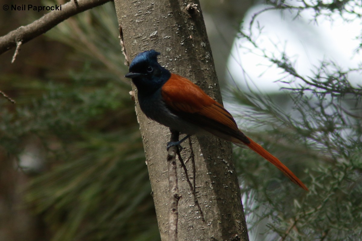 African Paradise-Flycatcher - Neil Paprocki