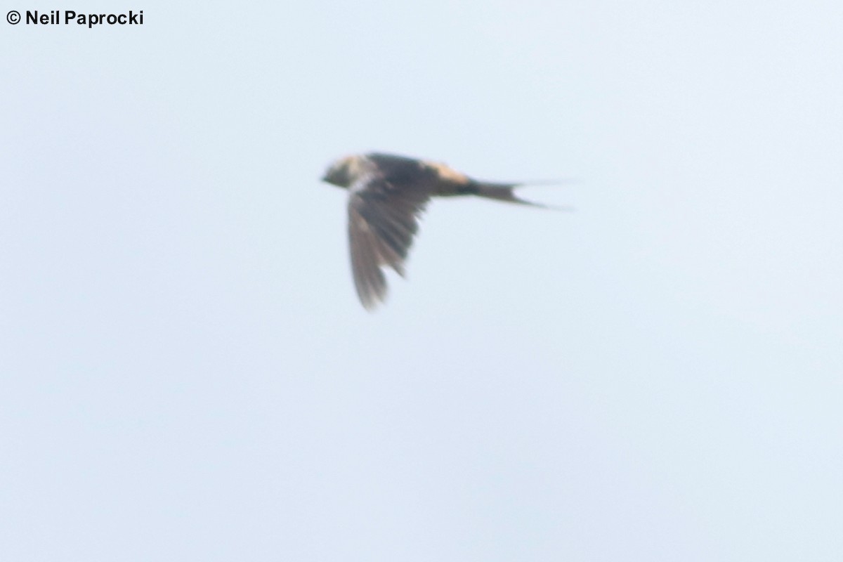 Golondrina Dáurica - ML118058481