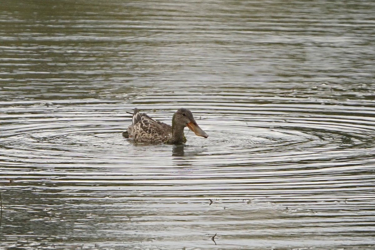 Canard souchet - ML118058501